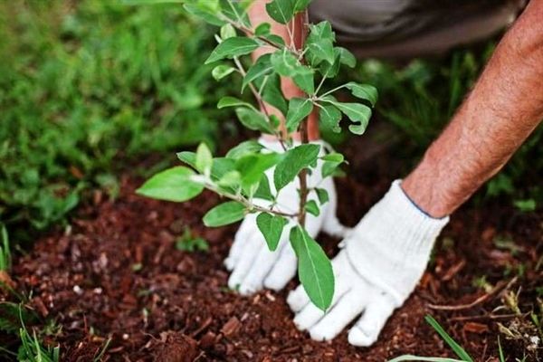  فاز دوم تولید نهال در طرح مردمی کاشت یک میلیارد درخت آغاز شد