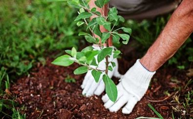  فاز دوم تولید نهال در طرح مردمی کاشت یک میلیارد درخت آغاز شد