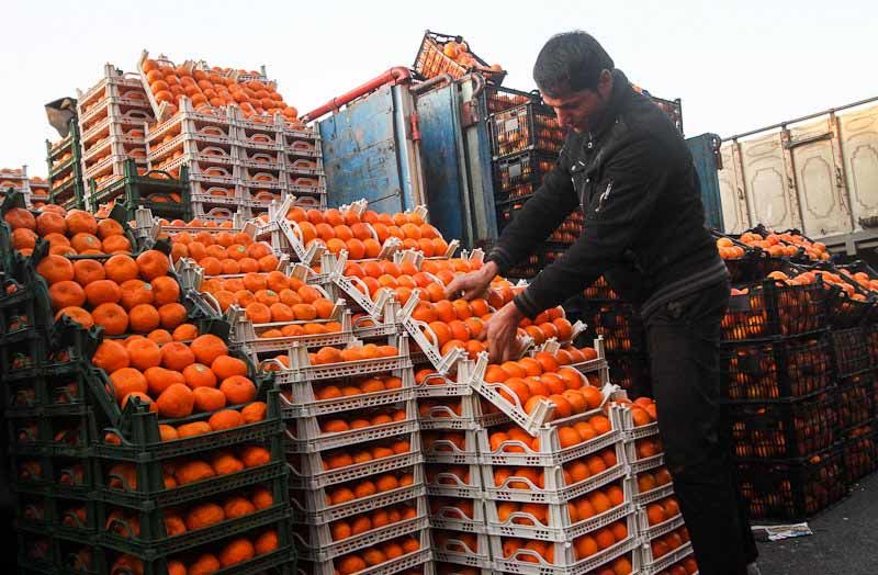 میوه های قاچاق شب عید معدوم شدند/ توقف صادرات گوشت قرمز از استان تهران