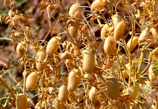 برداشت ۱۴۰۰ تن حبوبات دیم از مزارع استان قزوین