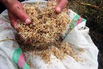 6 هزار کیلوگرم بذر گواهی شده برنج در نوشهر توزیع شد