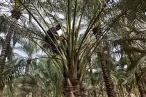 گرده افشانی نخیلات در فارس پایان یافت 
