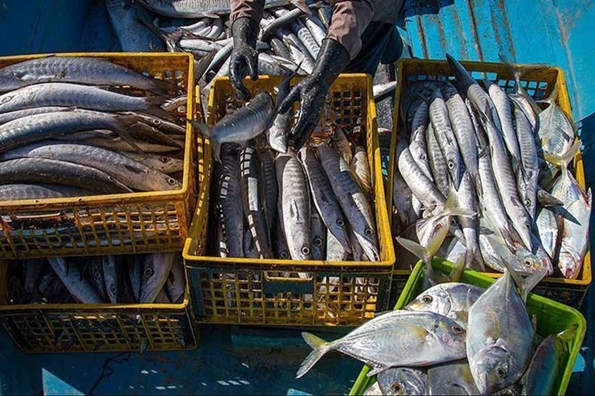صید ماهی شوریده در آب‌های خوزستان و بوشهر آزاد شد