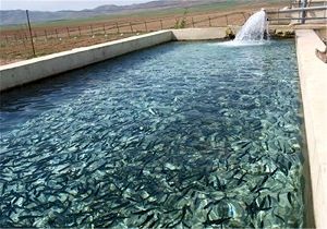 توزیع بچه ماهیان کپور و ماهیدار کردن استخر های ذخیره آب کشاورزی استان اصفهان