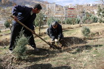 آغازعملیات احداث 3هزار متر مربع فضای سبز در بلوار 22 بهمن شهرک بهاران 