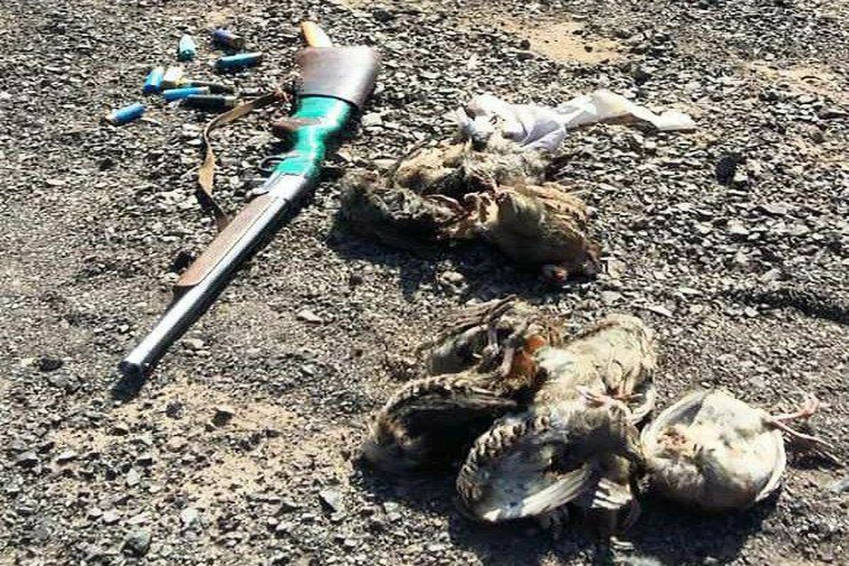 دستگیری یک متخلف شکار پرندگان وحشی در اردستان