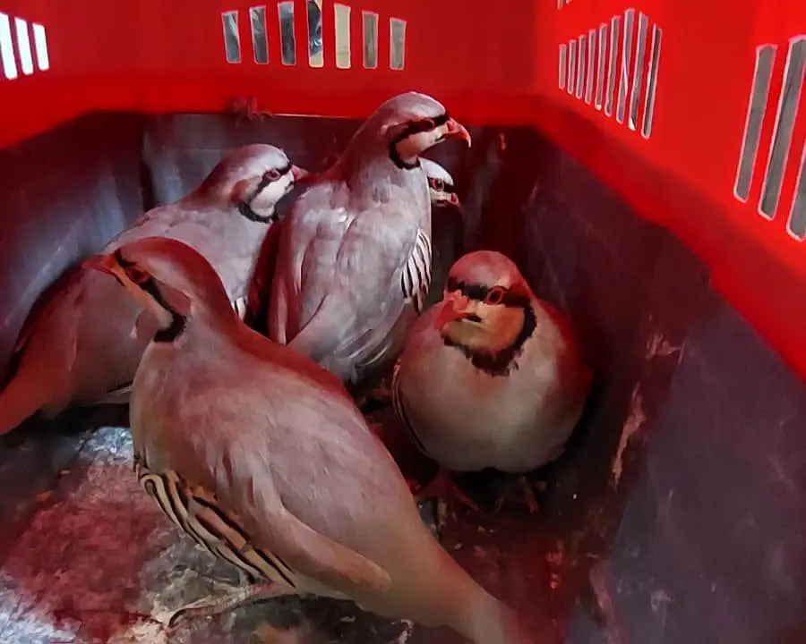 کشف تخلف زنده‌گیری و نگهداری کبک وحشی در شهرستان لردگان