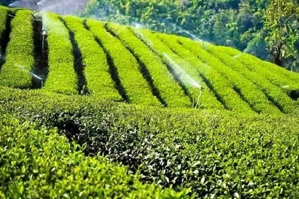 آغاز برداشت برگ سبز چای در کلارآباد