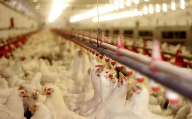 سالانه 800 تن به ظرفیت گوشت مرغ شهرستان دورود افزوده می‌شود