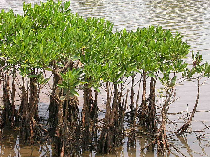 کاشت 2 هزار اصله نهال حرا در جزیره قشم