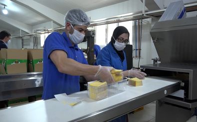 تولید روانه 7 تن محصول پنیر پیتزا در اردبیل 