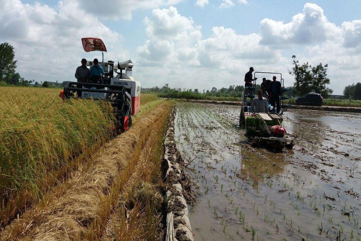 آیین همزمانی برداشت و نشا مجدد مکانیزه برنج در محمودآباد