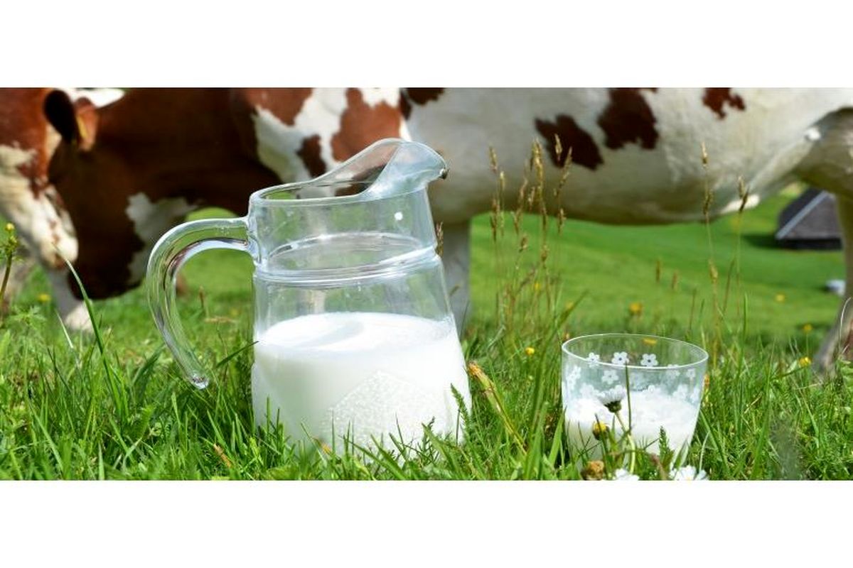 تولید سالانه 11 هزار تن شیر خام در تنکابن به ارزش اقتصادی هزار میلیاردی