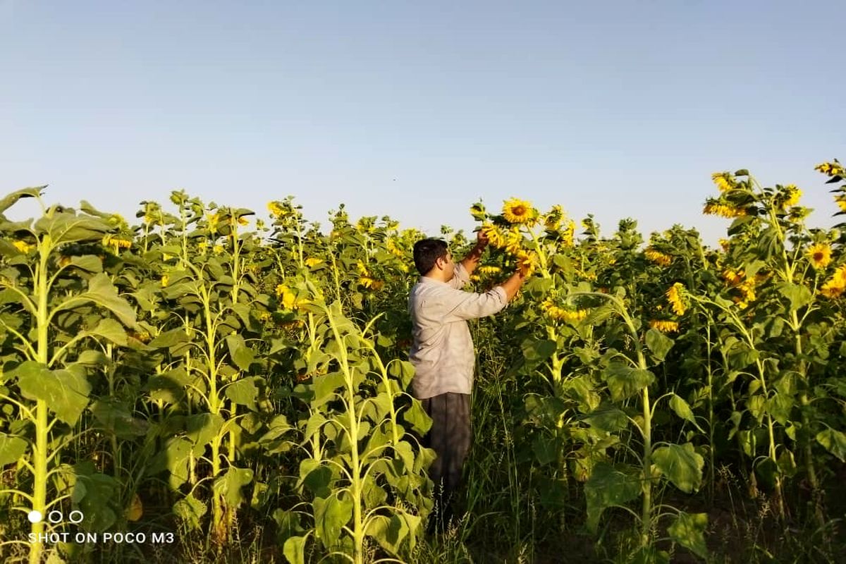 جوان هلیلانی ایده های خوبی برای تولیدات کشاورزی دارد