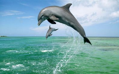 انتقال آخرین دلفین به کیش در پی تعطیلی دلفیناریوم برج میلاد