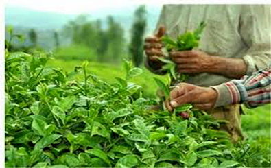 احتمال افزایش 10درصدی تولید چای در سالجاری