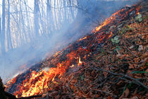 عامل انسانی علت اصلی آتش سوزی‌ها در جنگل های مازندران