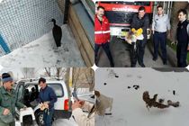 رها سازی 7 بال پرنده در زیستگاههای شهرستان اردبیل