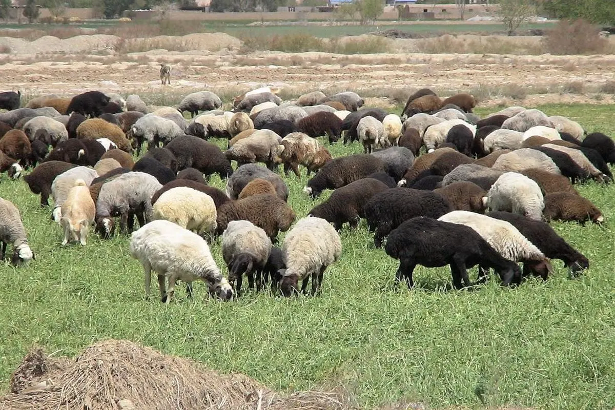 ضریب خودکفایی گوشت قرمز در ایران ۹۰ درصد است