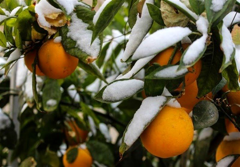 احتمال سرمازدگی محصولات کشاورزی در فارس وجود دارد/کاهش دما در راه است 