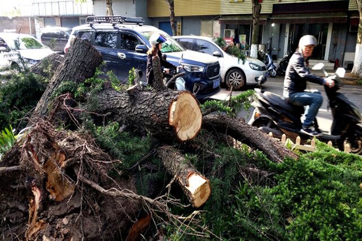 شکستن 4 درخت در پی طوفان امروز کرج