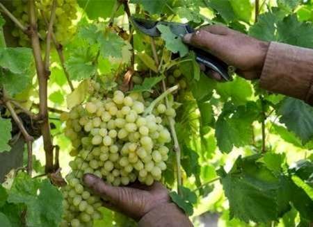 کاهش 60 درصدی برداشت انگور در تیران و کرون