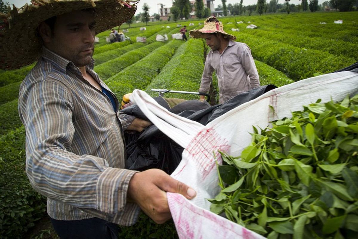 750تن برگ سبز چای از چایکاران رامسر خریداری شد
