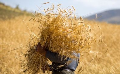 پیش بینی برداشت ۳۸ هزار تن گندم در حاجی آباد/بهره‌برداری از تنها سیلوی بتنی استان هرمزگان 