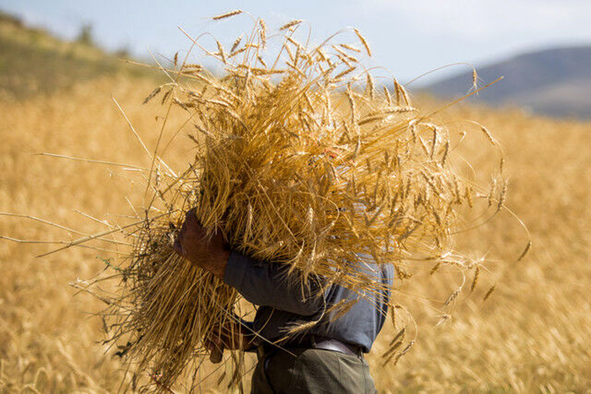 ۱۵ هزار تن گندم در کردستان به صورت تضمینی خریداری شد