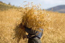 سن زدگی گندم کشاورزان فارس به صفر رسیده است