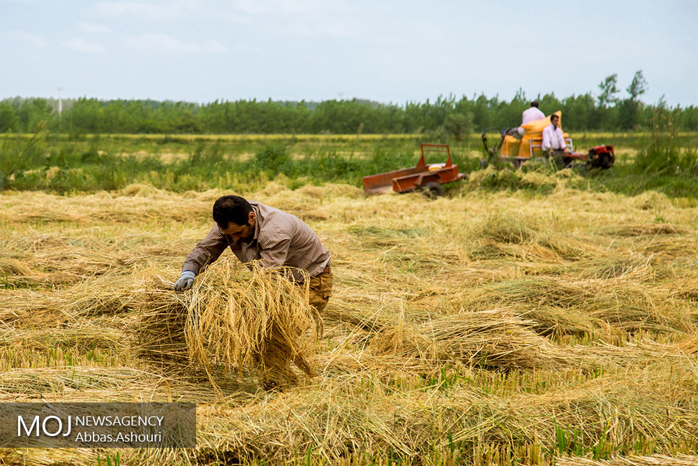 برداشت پاییزه برنج در هزار هکتار از شالیزار‌های مازندران