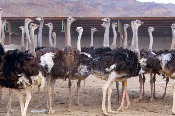 رشد سه‌برابری صادرات جوجه شترمرغ از مرز دوغارون به افغانستان