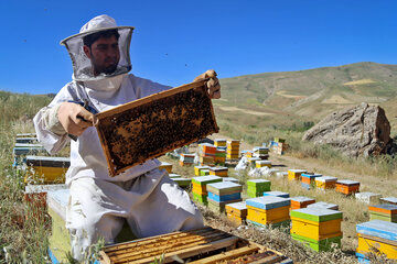 کوچ بهاره 180 زنبوردار مهاجر به آمل آغاز شد