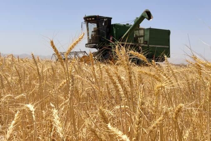 خرید ۷۰۰ هزار تن گندم از کشاورزان کرمانشاهی