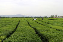 تولید 11 هزار تن چای خشک در کارخانجات چایسازی شمال