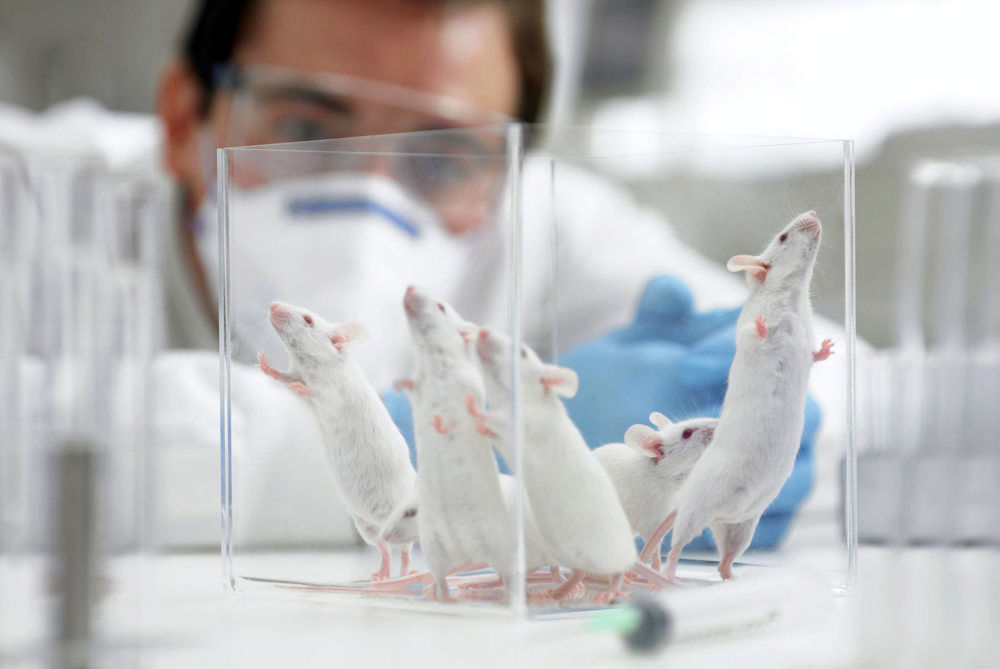 تغییر ژنتیک موش‌ برای تقویت حس بویایی