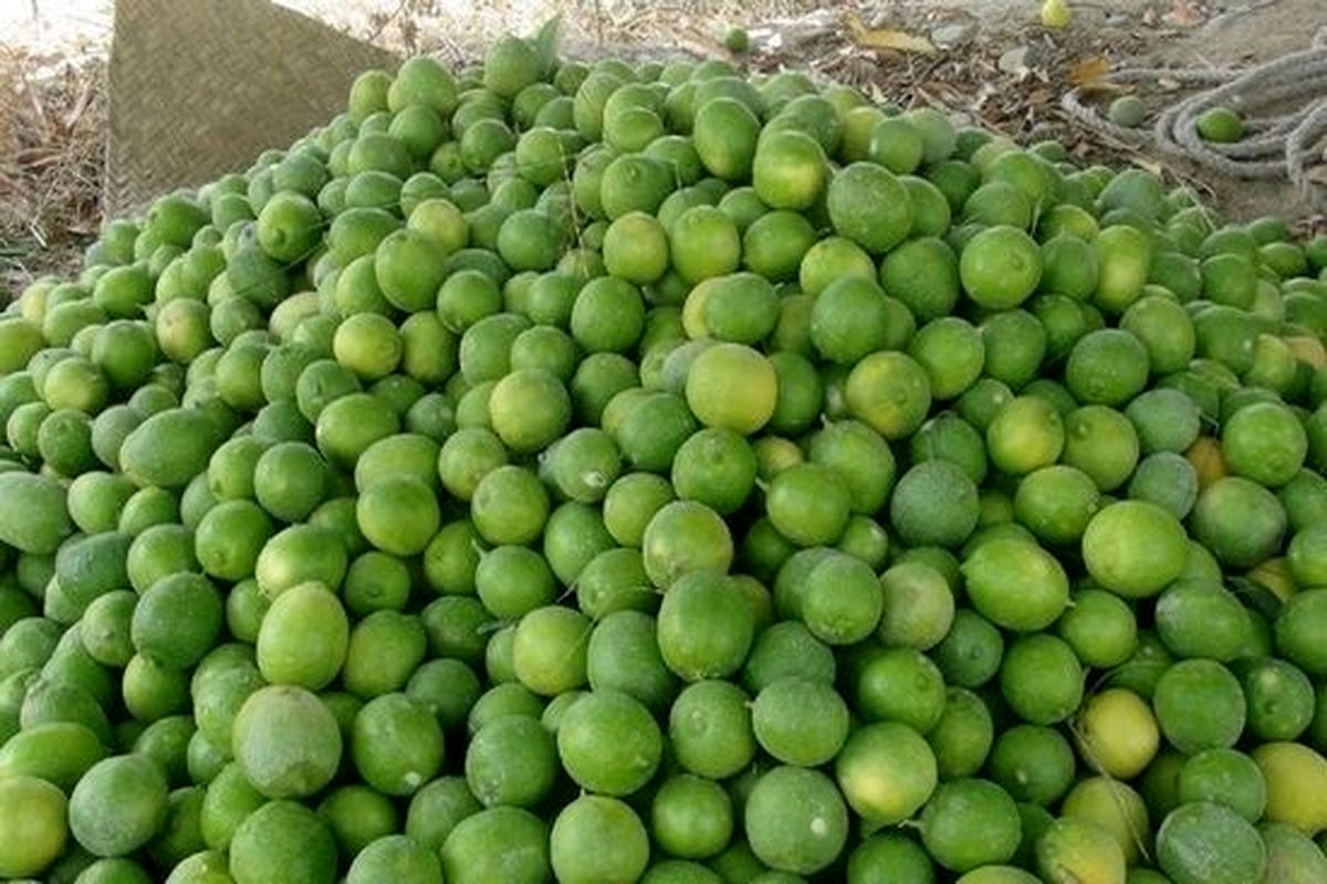 برداشت لیمو ترش از سطح باغات سیستان و بلوچستان آغاز شد