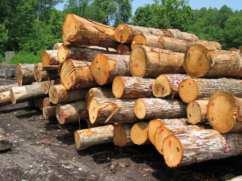 حال بازار چوب خوب نیست/ 50 درصد ام‌دی‌اف کشور از طریق واردات تامین می شود