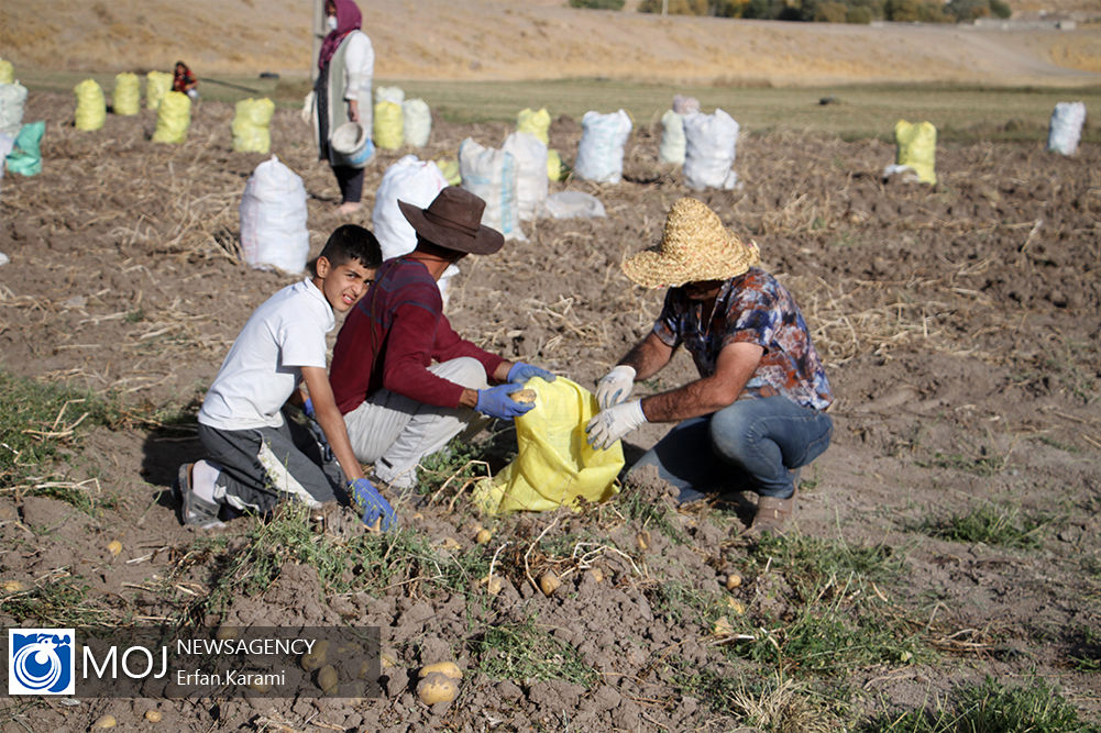 برداشت سیب زمینی از مزارع منطقه قروه و دهگلان در کردستان