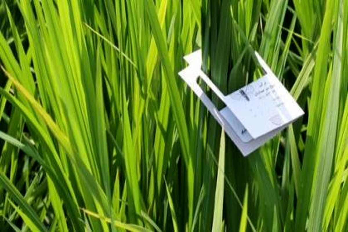 اجرای طرح مبارزه بیولوژیک با کرم ساقه خوار برنج در ساری