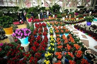 تولید 414 میلیونی گل و گیاه در گلخانه ‎های مازندران