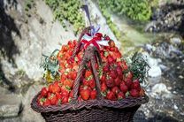 ۵۷ درصد توت فرنگی کشور در کردستان تولید می شود