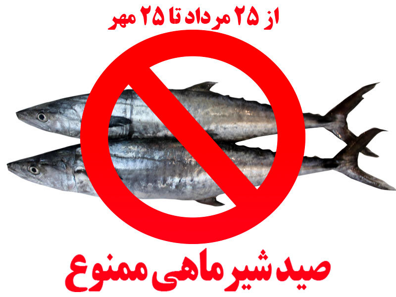 صید ماهی شیر به روش گوشگیر ممنوع شد