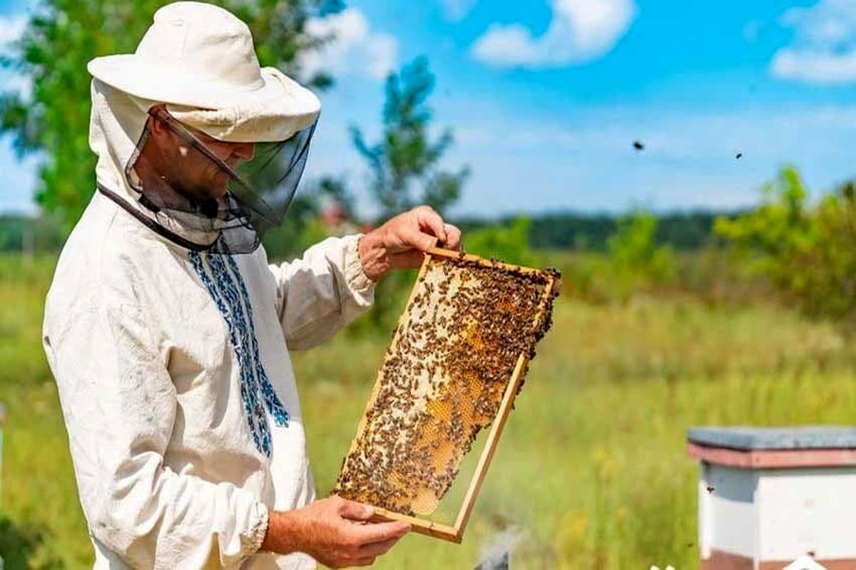 زنبورداران کندوها را به مناطق امن منتقل کنند