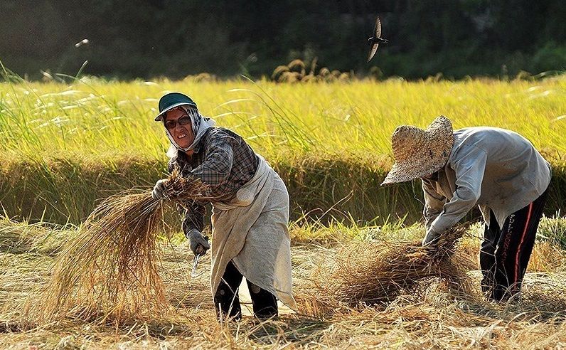 آغاز برداشت برنج در آستانه اشرفیه