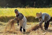 آغاز برداشت برنج در آستانه اشرفیه