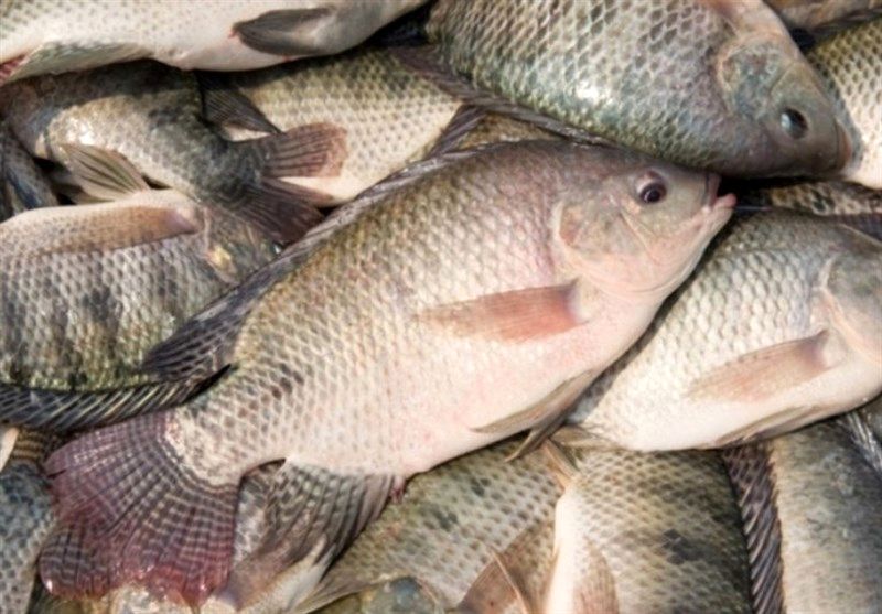 7 فایده مهم مصرف ماهی را بشناسید