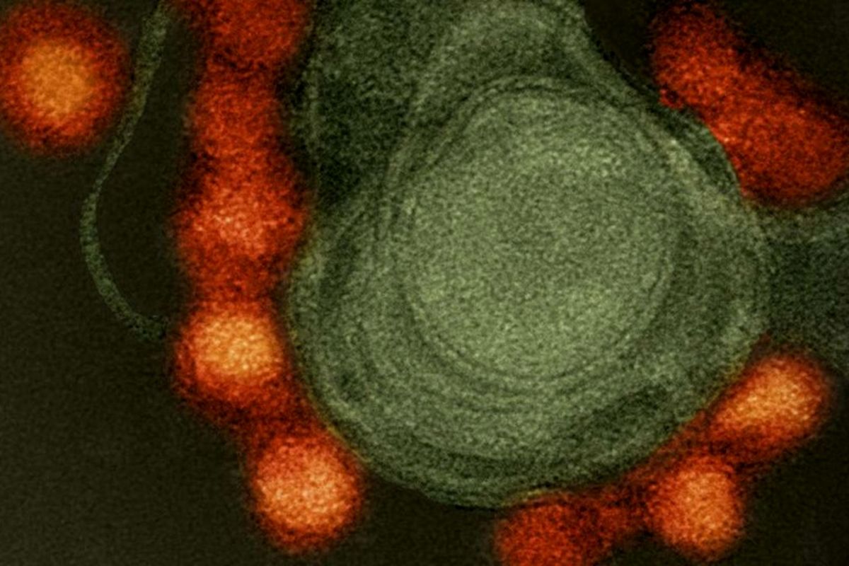 حمله صبحگاهی ویروس ها خطرناک تر است