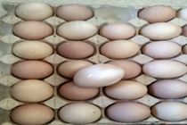 کشف و توقیف تخم‌مرغ‌های رنگ شده بدون هویت در شهرضا  