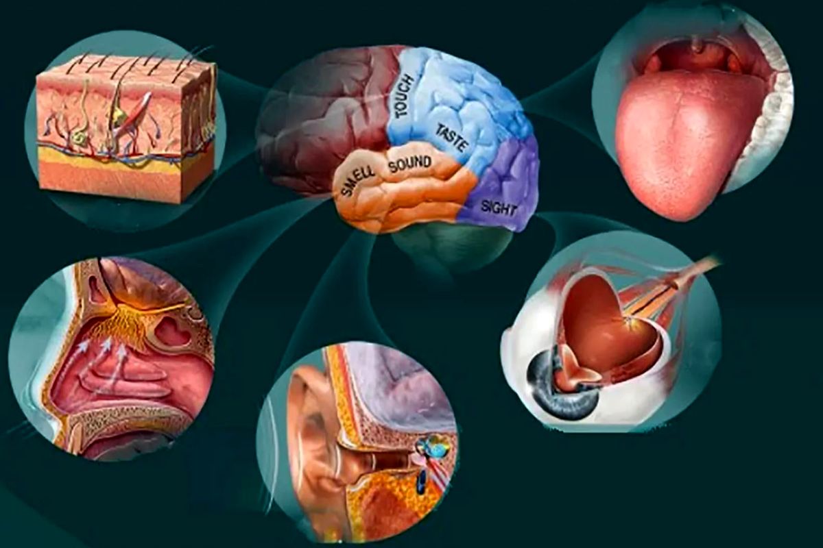 مهم ترین اندام های حسی بدنتان را بشناسید!